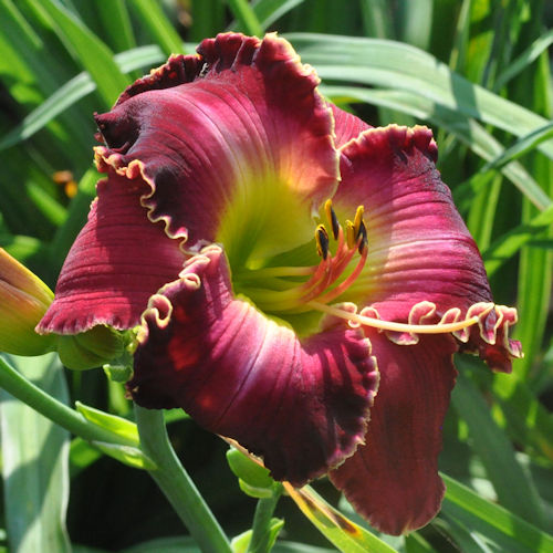 Picture ofSophia's Wonderful Dream