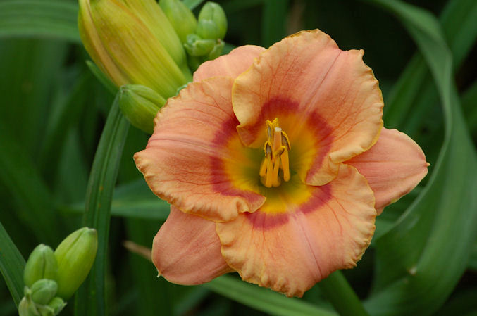 Symphony Chorus daylily