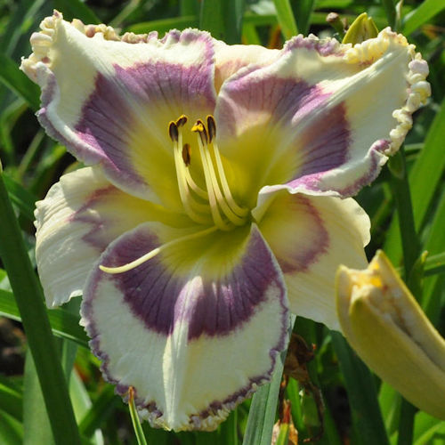 Picture of Tesuque Blues