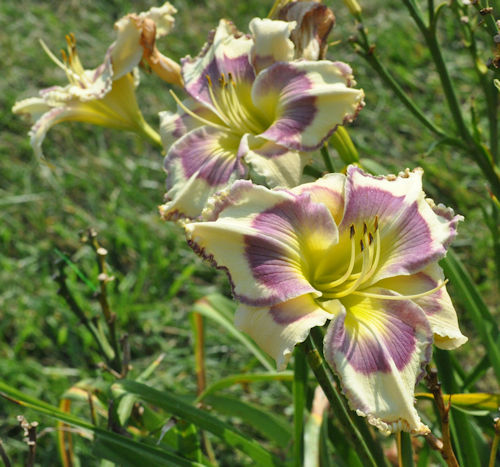 Picture of a threesome of Tesuque Blues