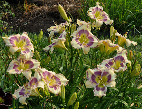 Picture of a clump of Tesuque Blues