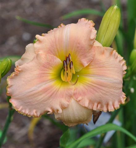 This Soul of Mine daylily