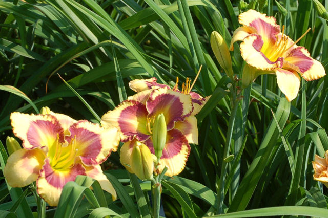 Tuttie daylily