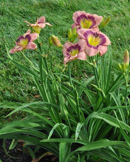 Clump of Twilight Incense daylily