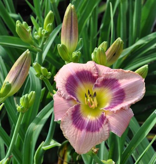 Twilight Incense daylily