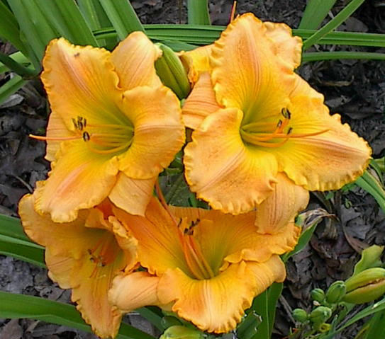 Vincero daylily