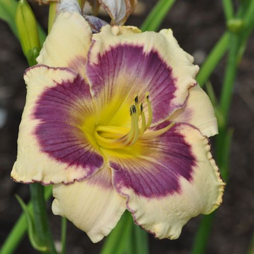 Picture of Virginia City