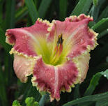 Flower Image 