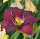 Picture of Abbey Purple daylily
