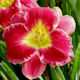 Picture of Goodnight Kisses daylily