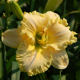 Image of Lady Alisha daylily