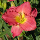 Picture of Mom's Mirth daylily
